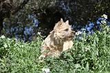 CAIRN TERRIER 083